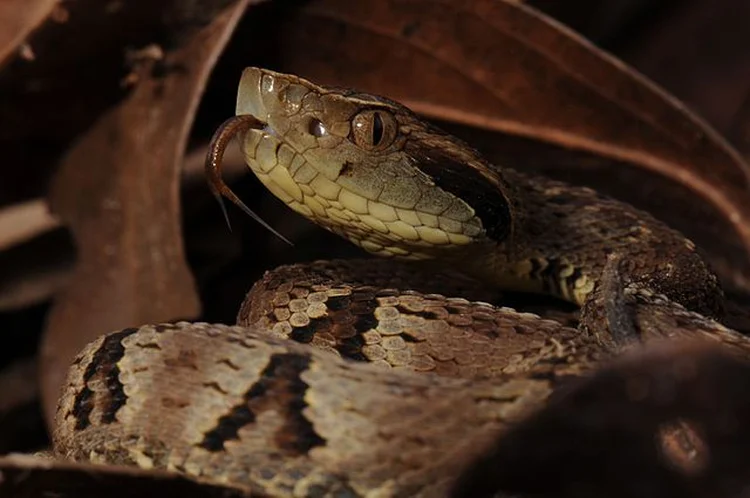 Serpentes do Brasil: veja as mais venenosas do país (Renato Augusto Martins/Wikimedia Commons)
