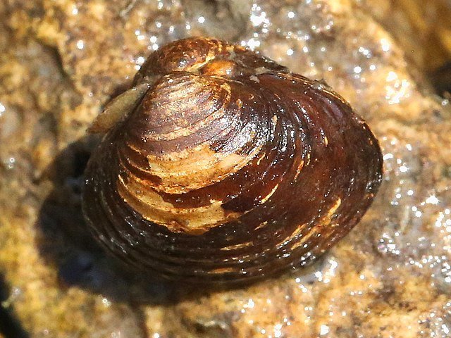 Molusco Bivalve