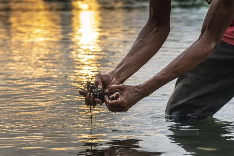 Alagoas: Projeto Sururu evita o descarte de cascas de mariscos e gera renda para pescadores (Divulgação)