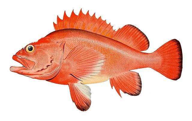 Rougheye Rockfish