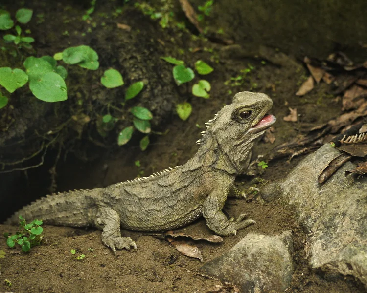 Tuatara é um dos animais que vive mais tempo no mundo (Wikimedia Commons/-)