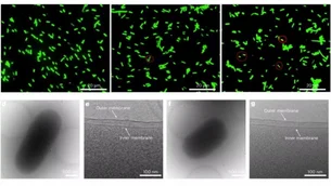 Cientistas criam 'capa de Superman' para proteger bactérias capazes de desenvolver medicamentos