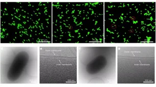 Imagem referente à matéria: Cientistas criam 'capa de Superman' para proteger bactérias capazes de desenvolver medicamentos