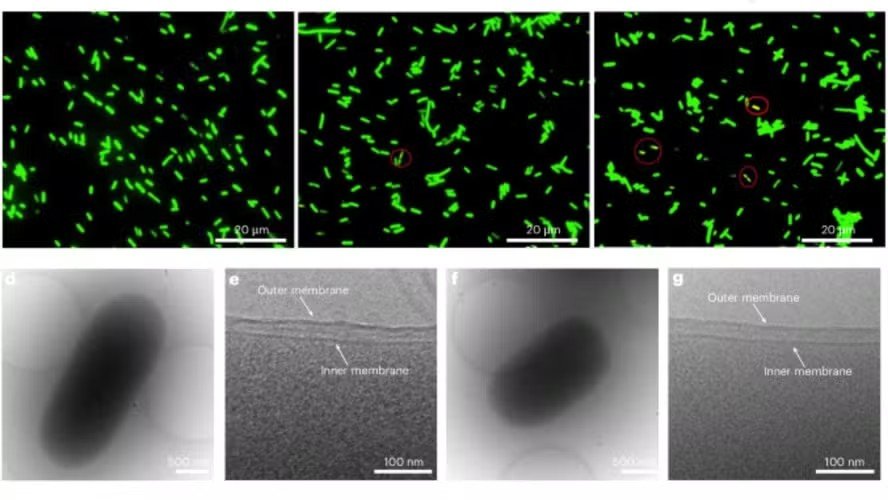 E. coli é modificada com membranas de polímeros para novas aplicações