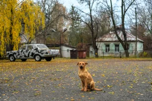 Imagem referente à matéria: Abandonados em Chernobyl, cães têm mutações genéticas por radiação e transformação choca cientistas