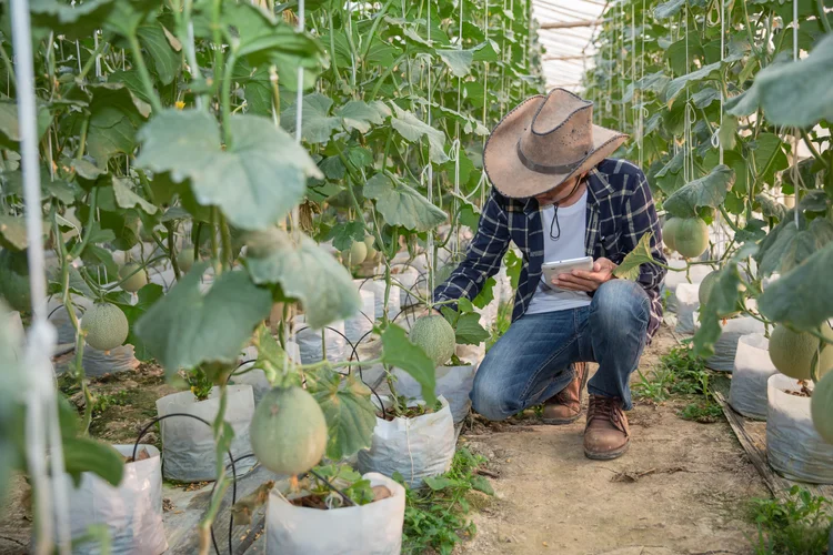 Sistema do Ministério da Agricultura unifica dados de conformidade ambiental e facilita acesso a mercados internacionais para produtores rurais (John Khuansuwan/Freepik)