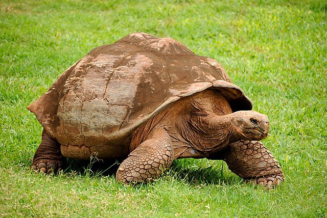 tartaruga-gigante-de-Galápagos