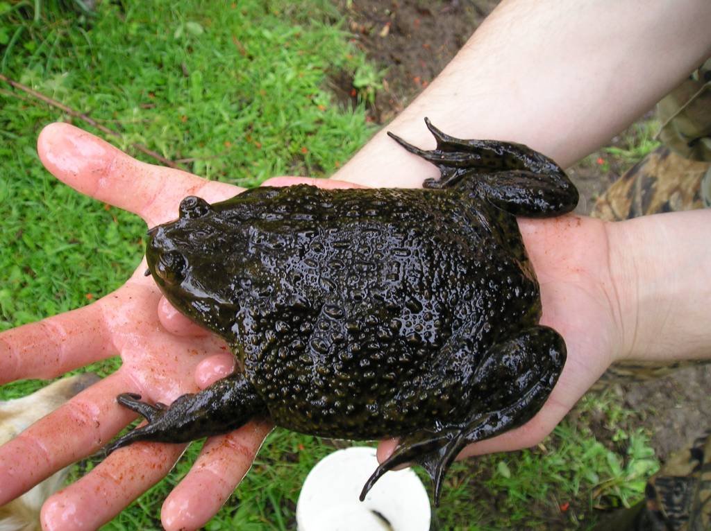 Sapo canibal de 1 kg tem mutação provocada pelas mudanças climáticas e efeito preocupa cientistas