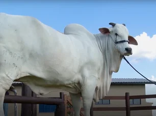 Imagem referente à matéria: Vaca avaliada em R$ 21 milhões é clonada em Minas Gerais