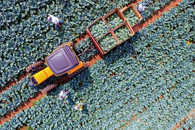 Plantação de brócolis da Grano: empresa aposta na exportação de congelados em 2025, com início pelos Estados Unidos (Grano/Divulgação)