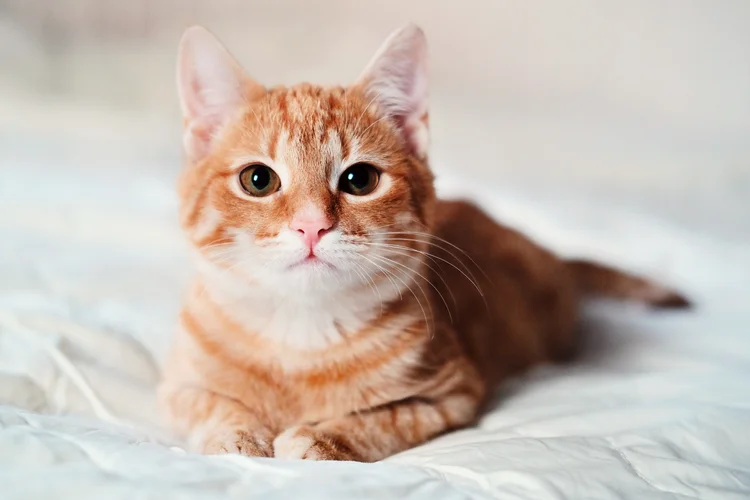 A homeless little ginger kitty, similar to a little fox in a shelter, looks at the camera, looking for a house, volunteers help animals (	Mariia Zotova/Getty Images)