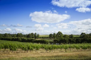 Mudanças climáticas: pássaro altera de rota e preocupa produtores de vinho em Portugal