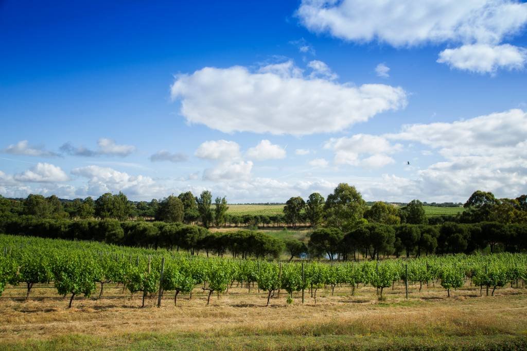 Mudanças climáticas: pássaro altera rota e preocupa produtores de vinho em Portugal