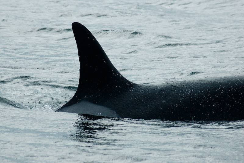 Orca carrega filhote morto pela segunda vez e preocupa cientistas; entenda