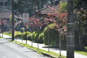 Imagem referente à matéria: CPFL investe em arborização planejada para fortalecer a infraestrutura urbana