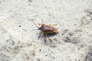 Imagem referente à matéria: Como um 'nariz eletrônico' pode detectar pragas e diminuir a utilização de pesticidas em lavouras