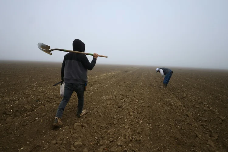 Um trabalhador hondurenho em situação irregular carrega uma pá na fazenda Del Bosque Farms, em Firebaugh (Califórnia), em 17 de dezembro de 2024

 (AFP)