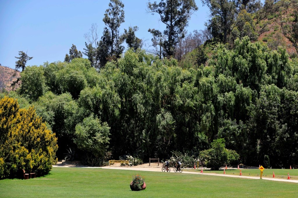 Jardim botânico do Chile planta árvores mais resistentes ao fogo para enfrentar incêndios