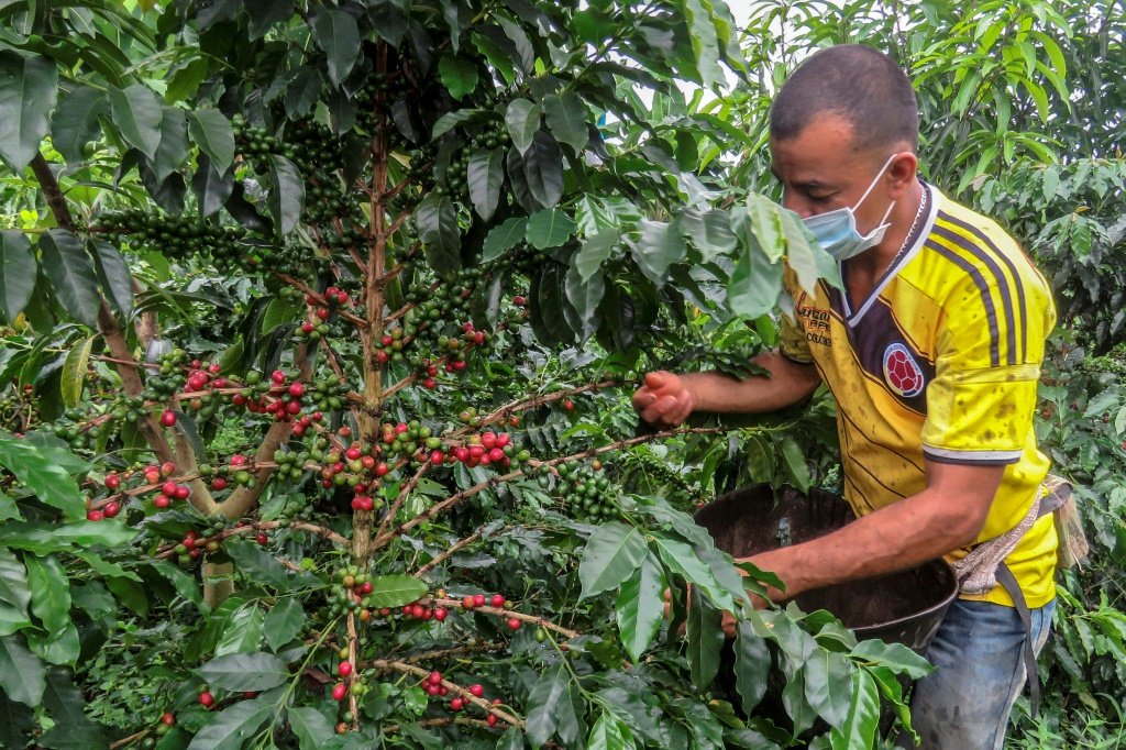 Produção de café cresceu 23% na Colômbia em 2024, a melhor safra em 5 anos