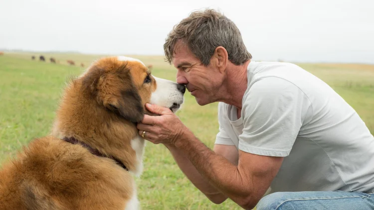 Sessão da Tarde: veja o filme que passa na TV Globo hoje (Quatro Vidas de um Cachorro/Divulgação)