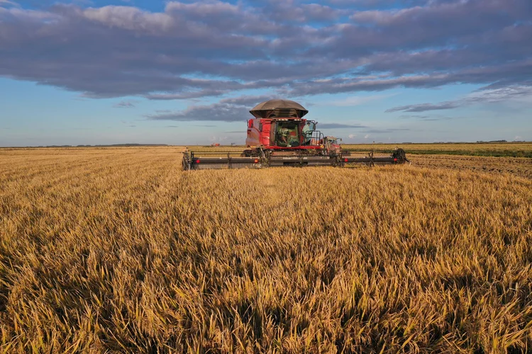 Plantação de arroz da agropecuária Canoa Mirim, localizada em Santa Vitória do Palmar (RS) (Giordani Duarte/Divulgação)