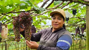 Imagem referente à matéria: Open bar de uva? Como é a experiência de colher e degustar a fruta direto das parreiras