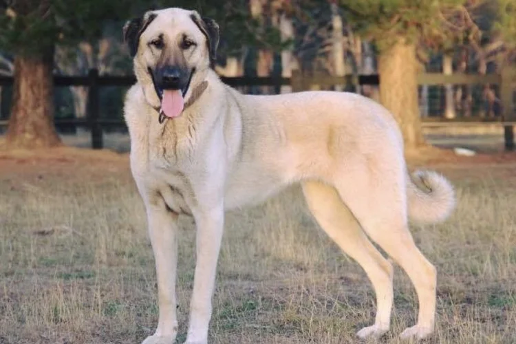 Kangal: raça turca tem a mordida mais forte do mundo, chegando a 743 PSI. (Wikimedia Commons)