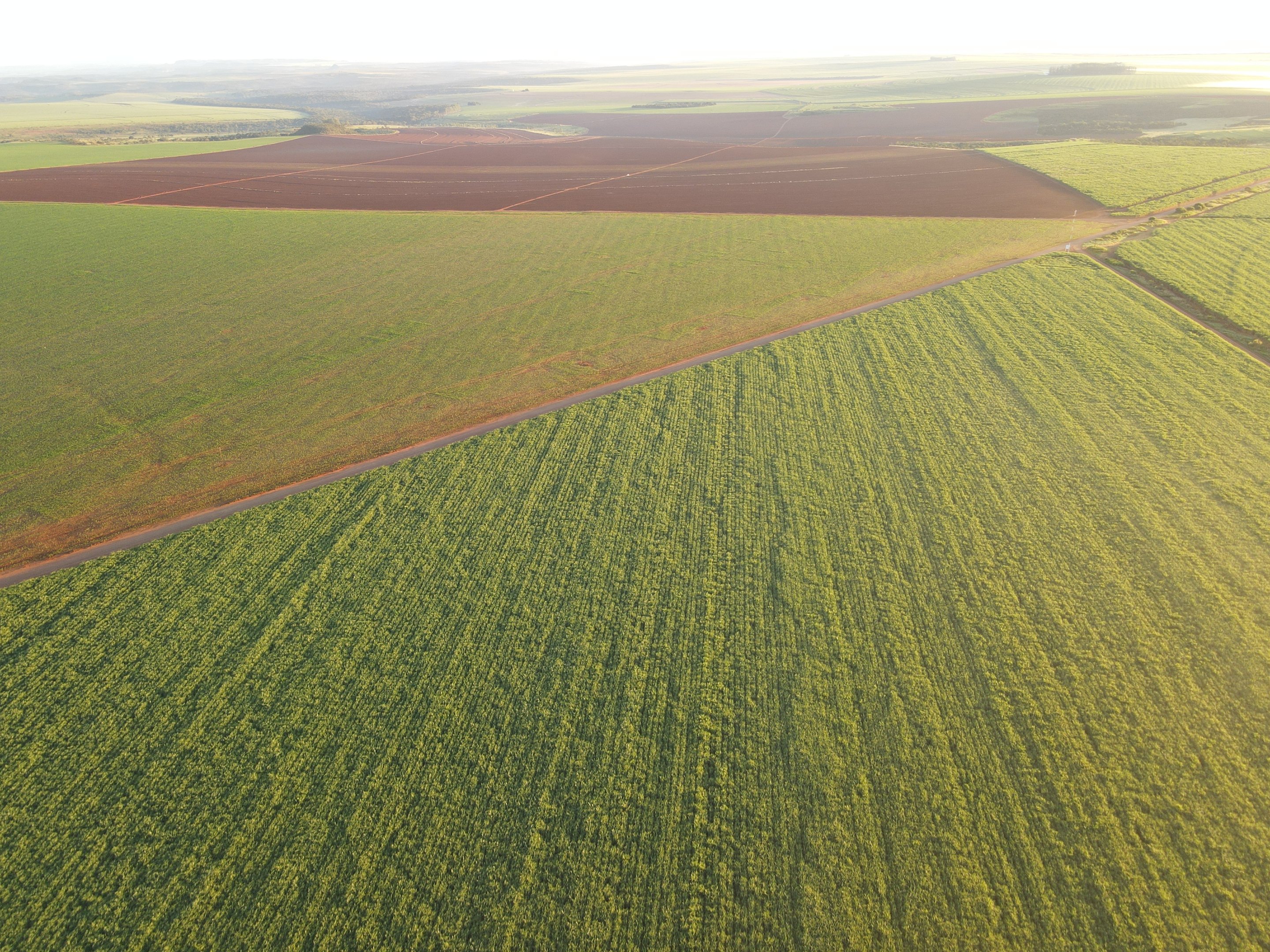 A aposta da BrasilAgro na safra 2024/25 — após o prejuízo do segundo trimestre fiscal de 2025