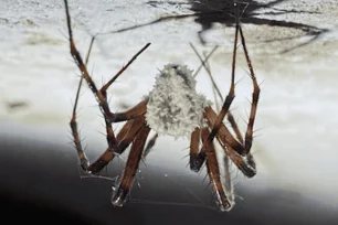 Imagem referente à matéria: Cientistas descobrem fungo capaz de transformar aranhas em 'zumbis' e forçá-las a agir estranhamente