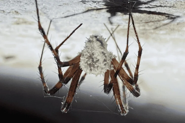 Fotografia de aranha infectada pelo fungo Gibellula attenboroughii (Fungal Systematics and Evolution/Divulgação)