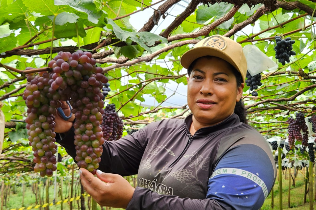 Open bar de uva? Como é a experiência de colher e degustar a fruta direto das parreiras