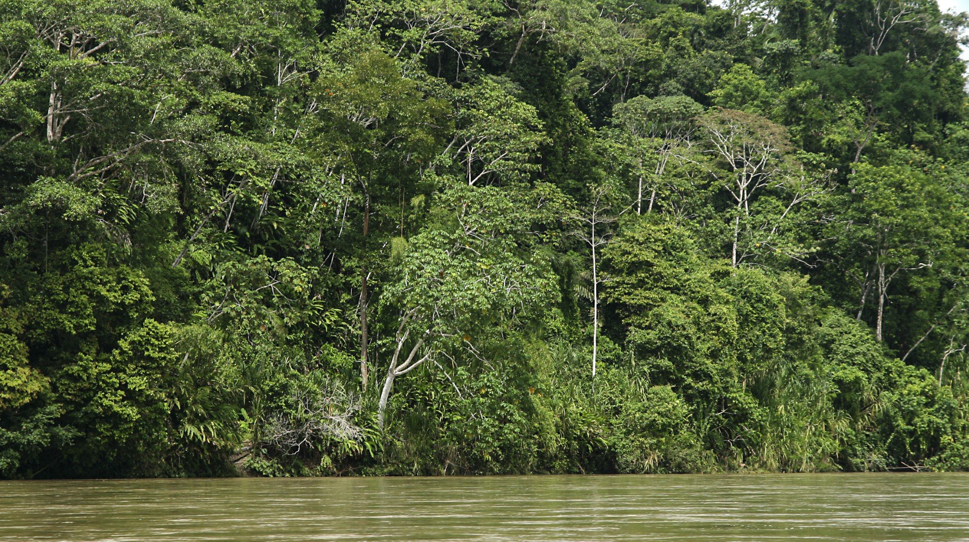 Sucesso da bioeconomia depende de união entre ciência, tecnologia e saberes tradicionais na Amazônia