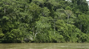 Sucesso da bioeconomia depende de união entre ciência, tecnologia e saberes tradicionais na Amazônia