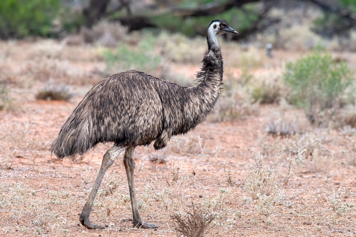 Conheça a guerra que o exército da Austrália declarou contra os emus - e perdeu