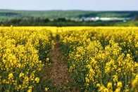 Imagem referente à notícia: 3tentos investe 2 bi para dobrar biodiesel e iniciar produção de etanol de milho