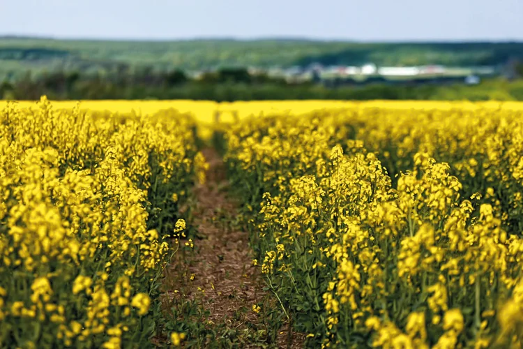 Expectativa é de que a área plantada com canola cresça de 180.000 hectares em 2024 para 300.000 hectares em 2025, com potencial para ultrapassar 1 milhão de hectares até 2030 (3tentos/Divulgação)