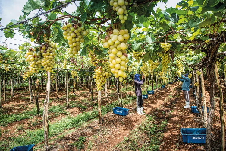 Terranova: vinícola do grupo Miolo no Vale do São Francisco (Leandro Fonseca/Exame)