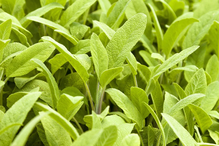 Salvia: planta conta com propriedades medicinais (P A Thompson/Getty Images)