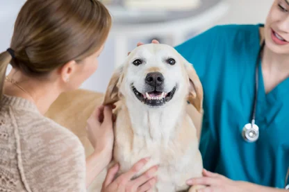 Imagem referente à notícia: Startup brasileira quer cães vivendo mais e melhor – e já torna isso realidade