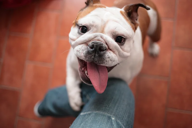 Cachorros nem sempre sentem o que os humanos acham  (	marcoventuriniautieri/Getty Images)