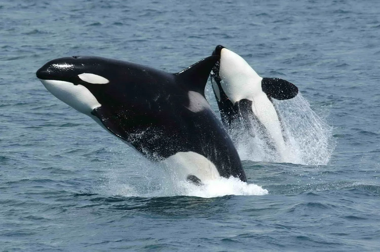 Baleia assassina; orca (Kardszárnyú delfin/Wikimedia Commons)