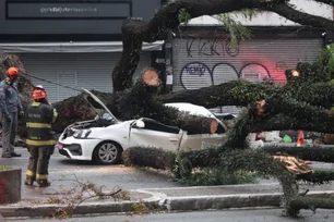 Imagem referente à matéria: Temporal em SP derruba 343 árvores; 60 mil imóveis seguem sem luz