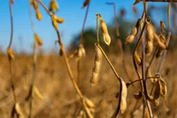 Imagem referente à notícia: Concessão de crédito rural recua 16% no 1º semestre de 2025, mostra Serasa