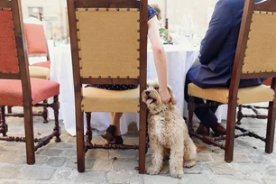 Imagem referente à matéria: Restaurante nos EUA cobra taxa de cachorro e caso viraliza