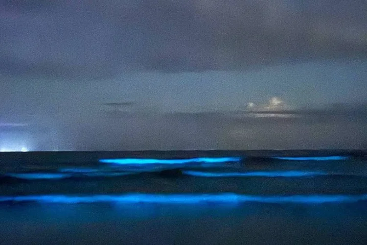 Fenômeno de bioluminescência, na praia de Itamambuca, em Ubatuba   (Instagram @vidacaicara.uba/Reprodução)