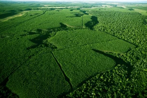 Com joaninhas no controle de pragas, Suzano economiza R$ 3 milhões em pesticidas; entenda