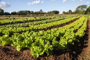 Imagem referente à matéria: Como o clima pode ameaçar — até 2100 — a hortaliça mais consumida do Brasil