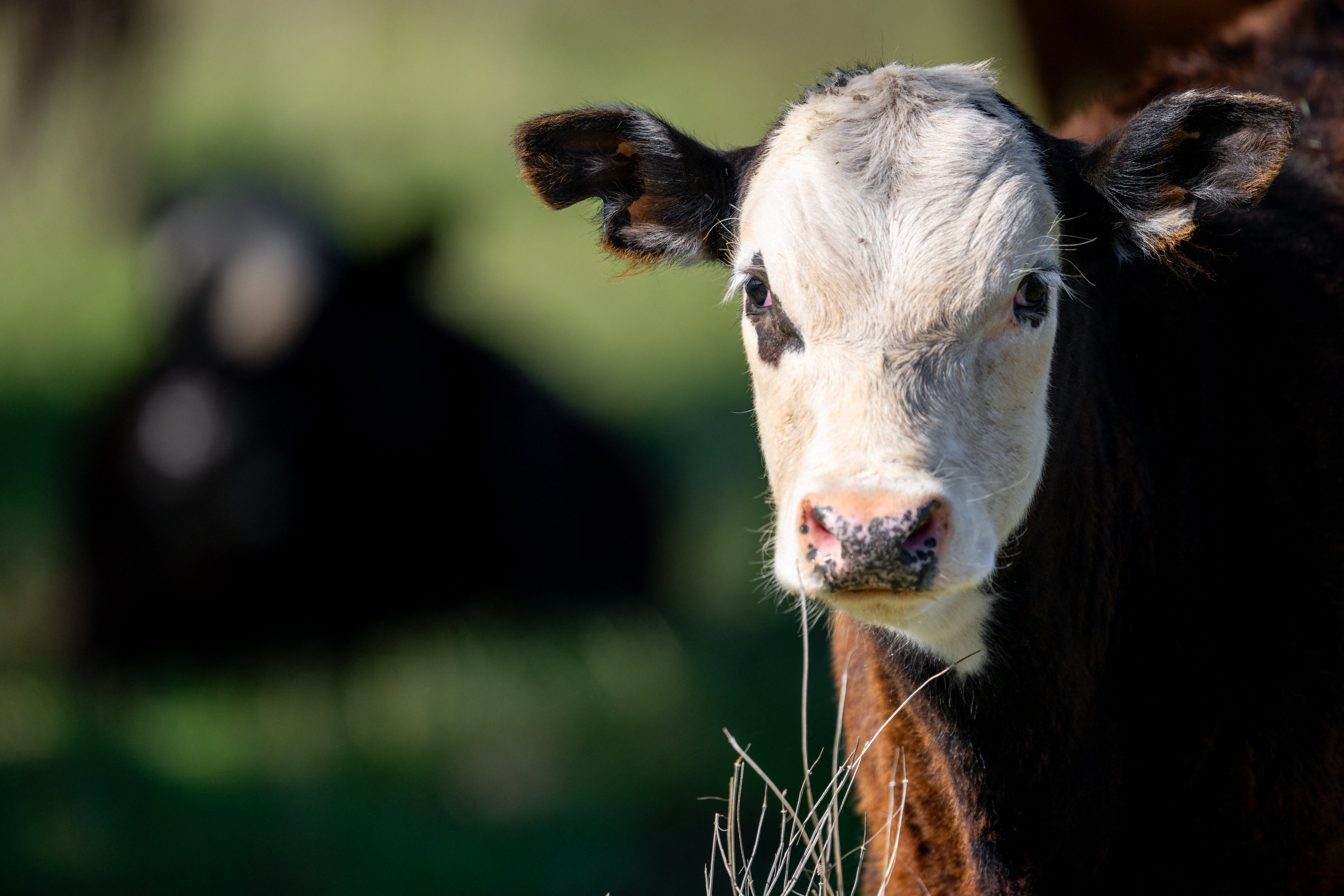 Preço da carne bovina dispara nos EUA; Brasil ganha com exportações