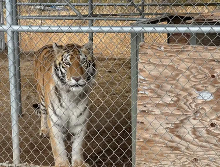 Homem é preso após criar sete tigres ilegalmente nos EUA e dizer que eram para 'apoio emocional' (The Nye County Sheriff's Office)