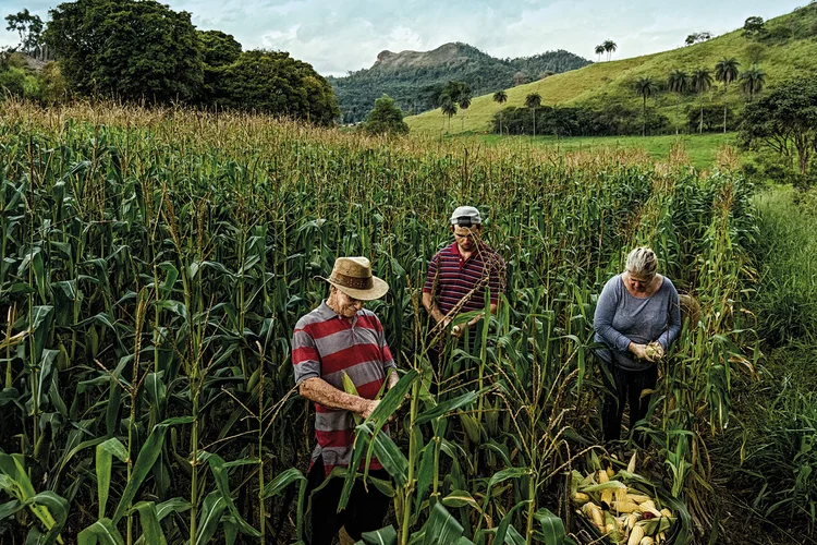 Plantio do milho: segunda safra chega à reta final no Brasil e clima deve contribuir para o bom desenvolvimento das lavouras (Lucashallel/Getty Images)